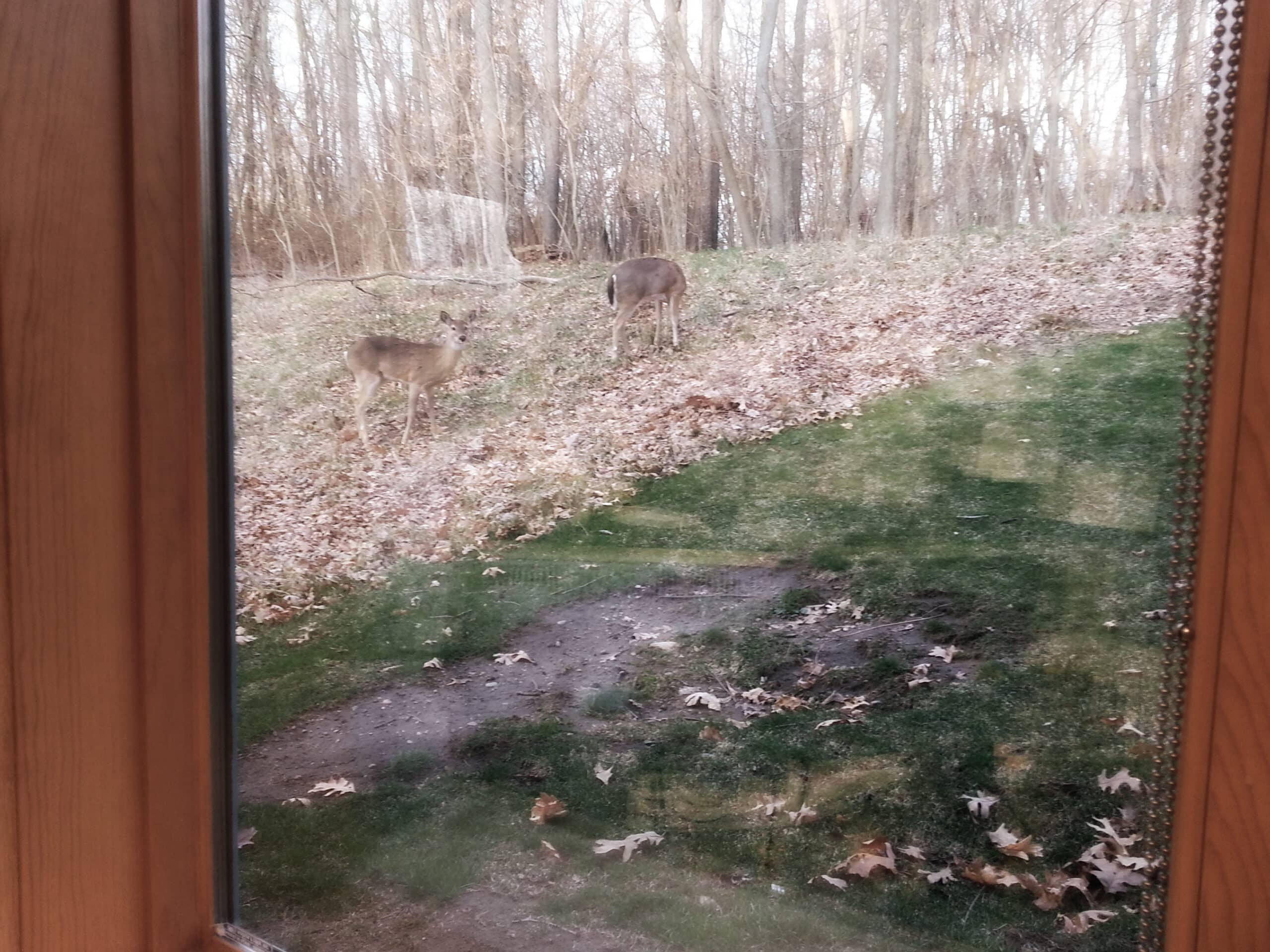 BASIC's Deer Visitors